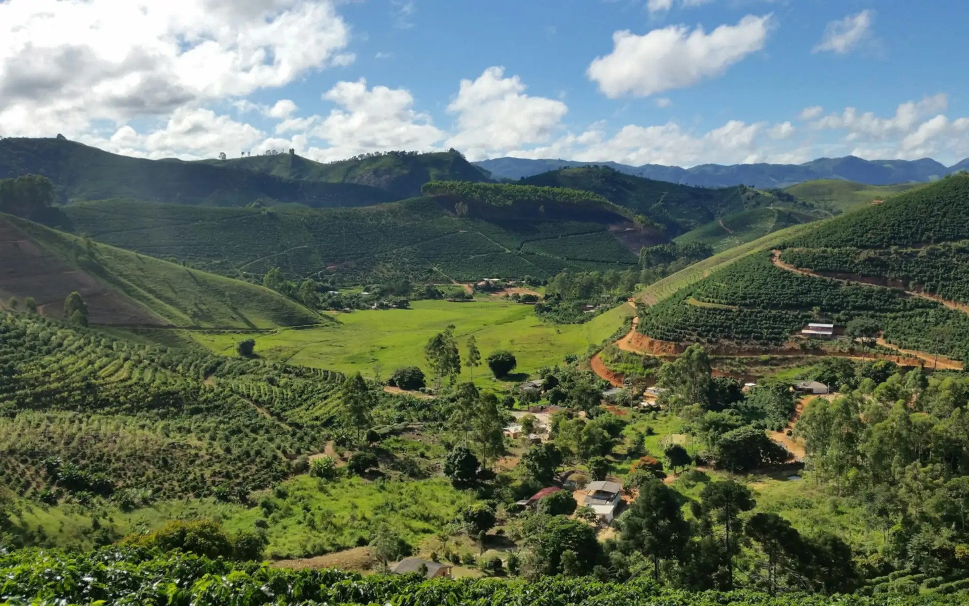 Terraced coffee plantation across rolling hillsides with mountains beyond